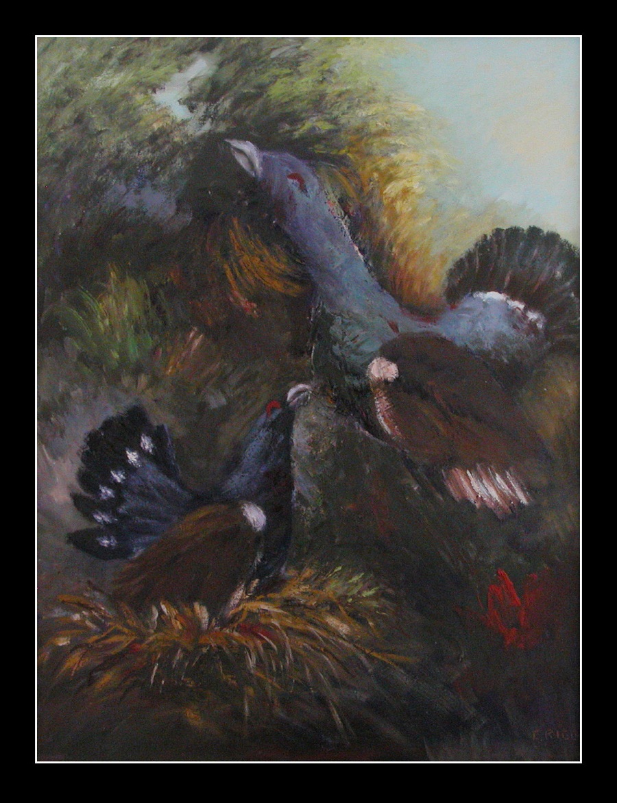gallo cedrone 